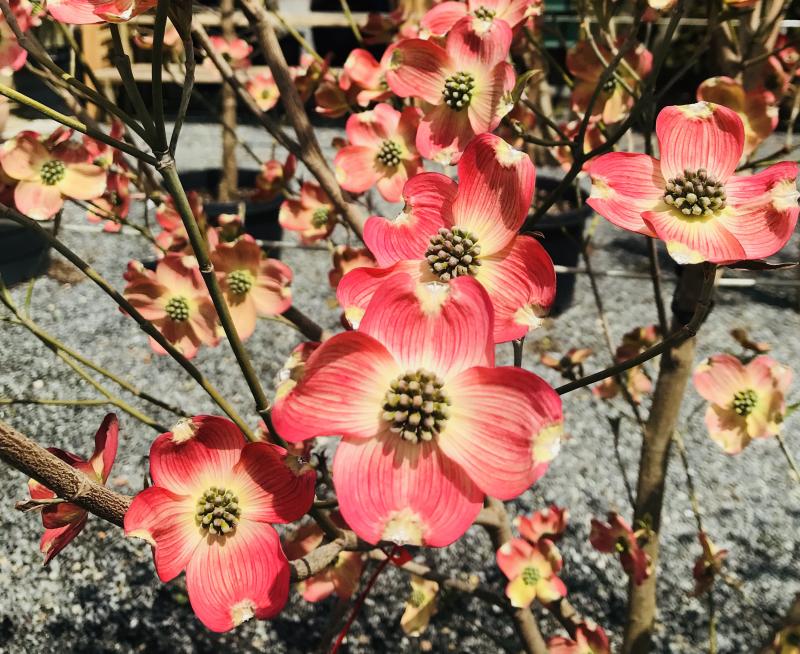 Trees are in BLOOM at Wharton’s Garden Center Cape Gazette